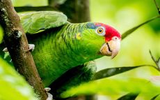 Article Image for Eco-Lodges in the Amazon Rainforest