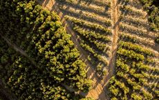 Article Image for Exploring the Vineyards of Chile