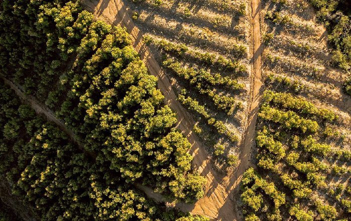 Article Image for Exploring the Vineyards of Chile